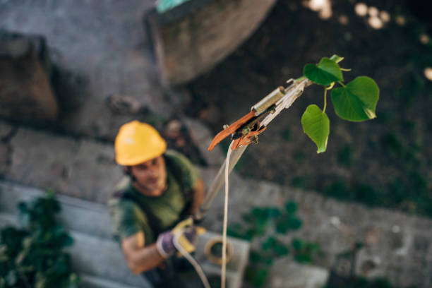 How Our Tree Care Process Works  in  Lockwood, MO