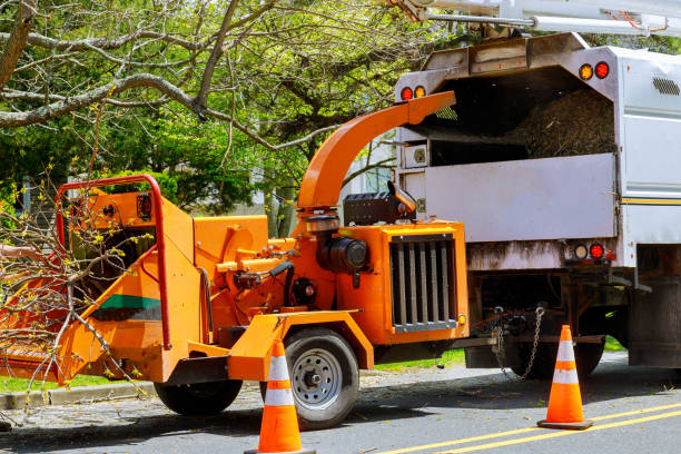 Lockwood, MO Tree Care  Company